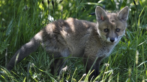 a fox cub Stock Photo 09