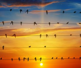 a group of swallows standing on the wire Stock Photo