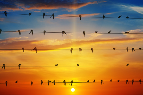 a group of swallows standing on the wire Stock Photo