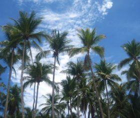 a small piece of coconut grove Stock Photo 04