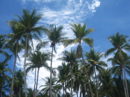 a small piece of coconut grove Stock Photo 04