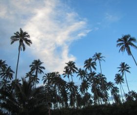 a small piece of coconut grove Stock Photo 05