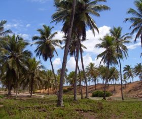 a small piece of coconut grove Stock Photo 06