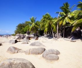 a small piece of coconut grove Stock Photo 07