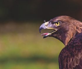 birds of prey Stock Phot