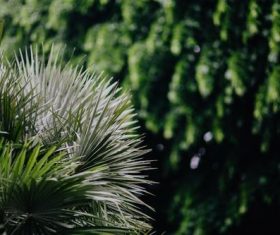 city greening Stock Photo 02