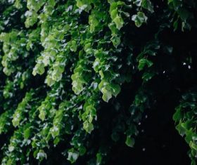 city greening Stock Photo 03