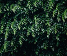 city greening Stock Photo 04