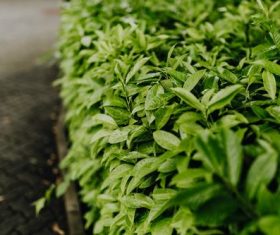 city greening Stock Photo 06