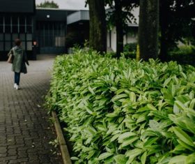 city greening Stock Photo 07