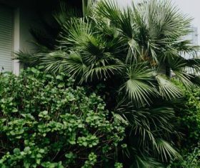 city greening Stock Photo 08