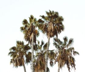coconut tree Stock Photo