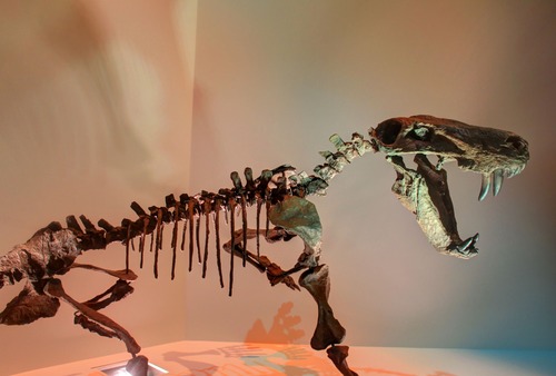 dinosaur fossil Stock Photo 02