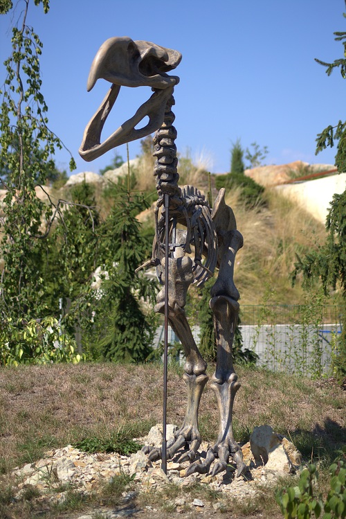 dinosaur fossil Stock Photo 03