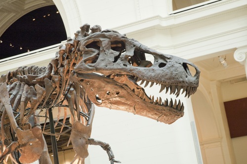 dinosaur fossil Stock Photo 04