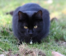 A black cat on the grass Stock Photo