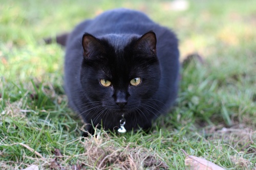 A black cat on the grass Stock Photo