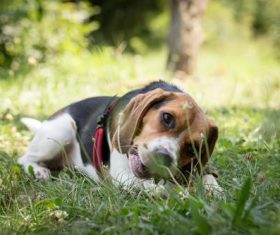 American Foxhound Stock Photo