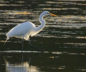 An egret standing in the water Stock Photo 01