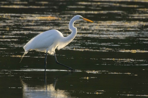 An egret standing in the water Stock Photo 01