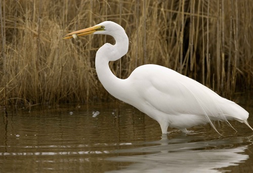 An egret standing in the water Stock Photo 02