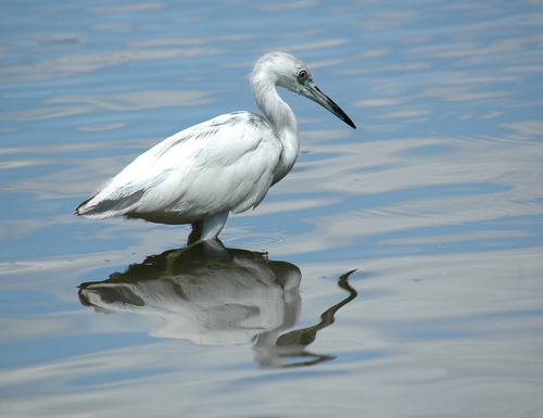 An egret standing in the water Stock Photo 03
