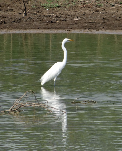 An egret standing in the water Stock Photo 04