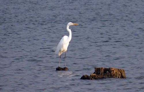 An egret standing in the water Stock Photo 05