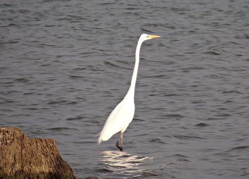 An egret standing in the water Stock Photo 06