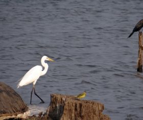 An egret standing in the water Stock Photo 07