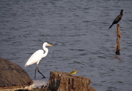 An egret standing in the water Stock Photo 07