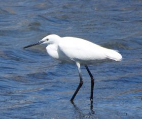 An egret standing in the water Stock Photo 08