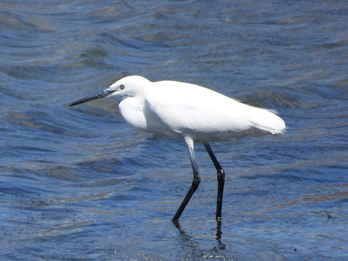 An egret standing in the water Stock Photo 08