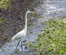An egret standing in the water Stock Photo 09