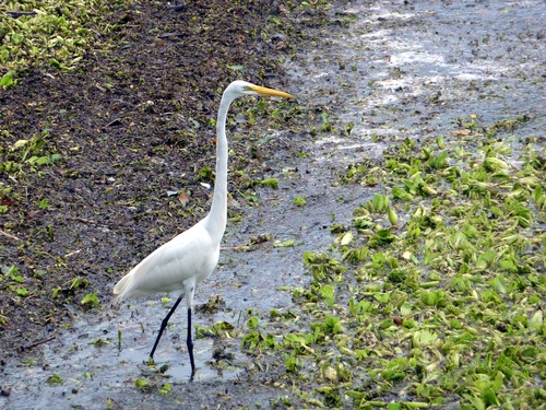 An egret standing in the water Stock Photo 09