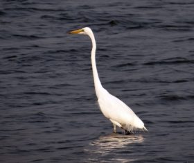 An egret standing in the water Stock Photo 10