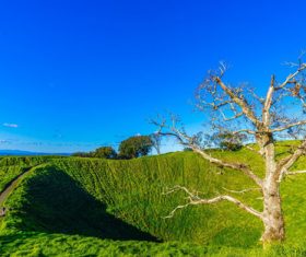Auckland New Zealand Mount Eden Landscapes Stock Photo 01