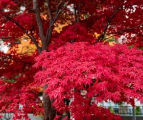 Autumn flaming maple leaves Stock Photo