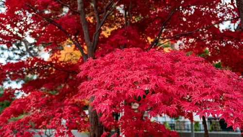 Autumn flaming maple leaves Stock Photo