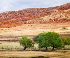 Autumn grassland natural scenery Stock Photo 05