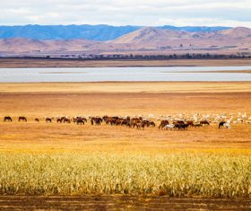 Autumn grassland natural scenery Stock Photo 06
