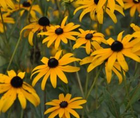 Autumn yellow daisy Stock Photo