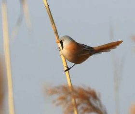 Bearded Reedling on a reed Stock Photo 01