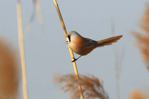 Bearded Reedling on a reed Stock Photo 01