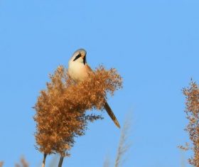 Bearded Reedling on a reed Stock Photo 02
