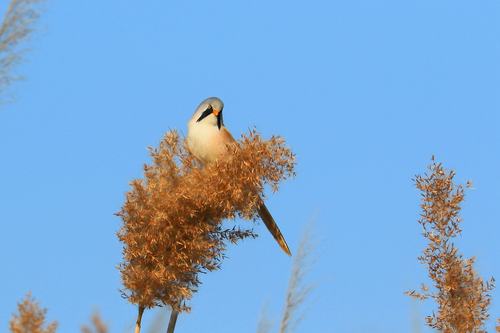 Bearded Reedling on a reed Stock Photo 02