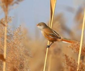 Bearded Reedling on a reed Stock Photo 03