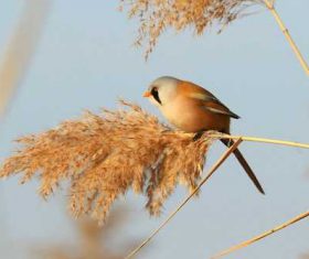 Bearded Reedling on a reed Stock Photo 04