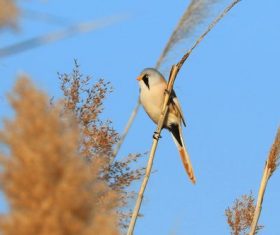 Bearded Reedling on a reed Stock Photo 05