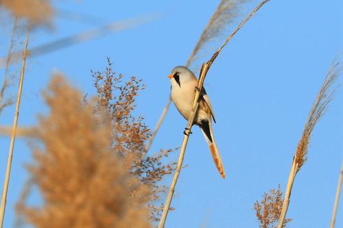 Bearded Reedling on a reed Stock Photo 05
